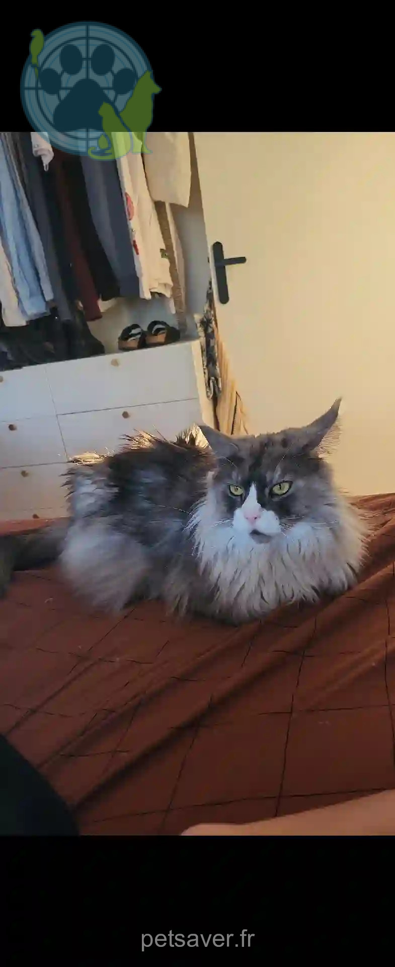 Chatte Trouvée 93 Seine-Saint-Denis - Silver Chatte Trouvée 93 Seine-Saint-Denis - Silver