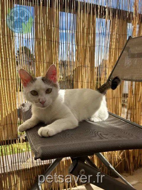 chatte reunited   93600 Aulnay-sous-Bois Simba