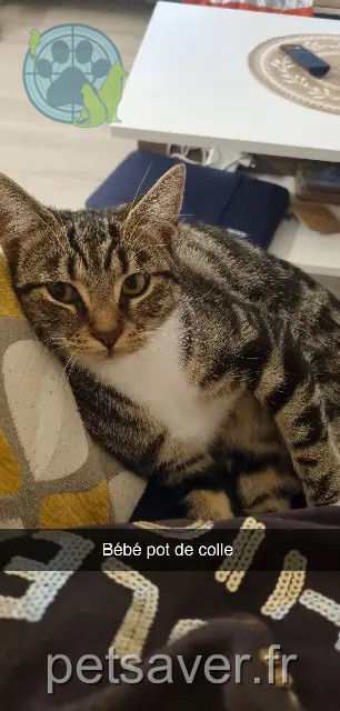chatte reunited 93220 Gagny Sweety