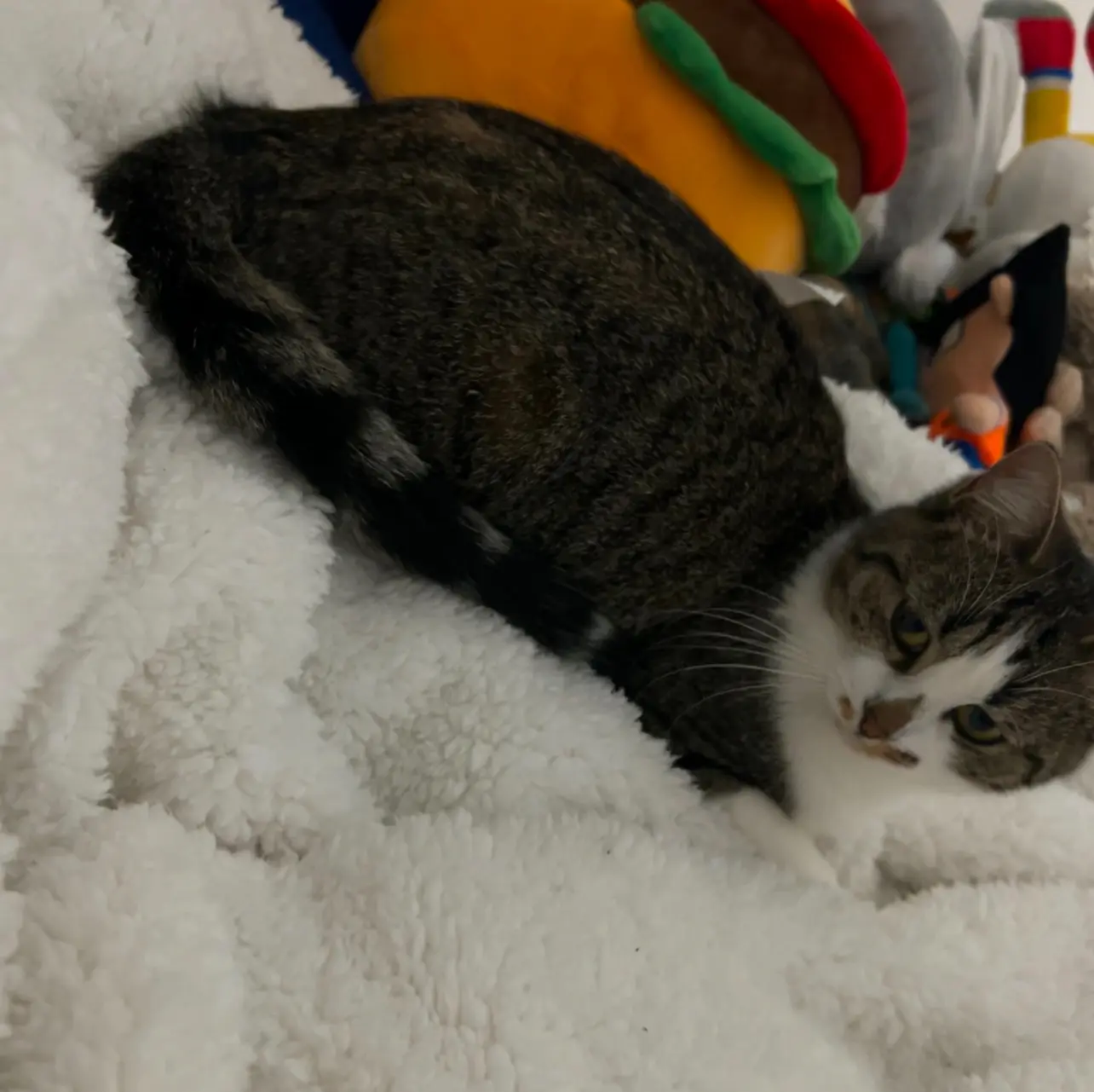 Chatte Perdue 93 Seine-Saint-Denis - Ticha Chatte Perdue 93 Seine-Saint-Denis - Ticha