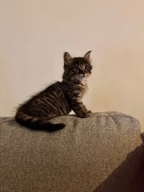 chatte reunited   93130 Noisy-le-Sec Tsuki