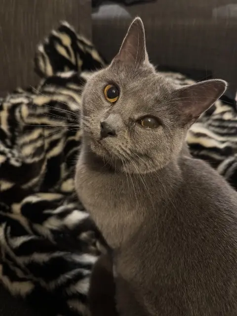 chatte reunited   93170 Bagnolet Uma