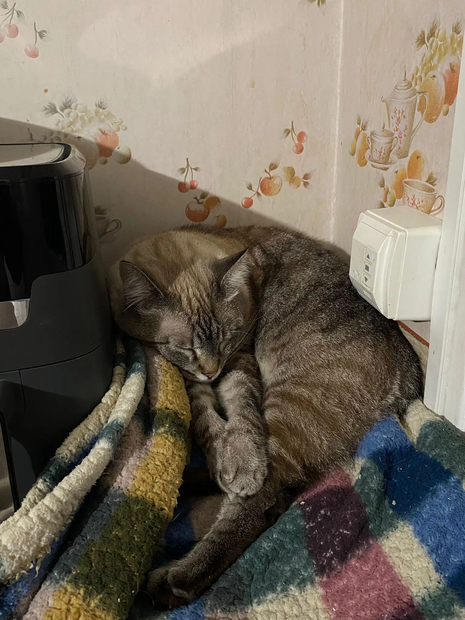 chatte reunited   93370 Montfermeil Vladuta