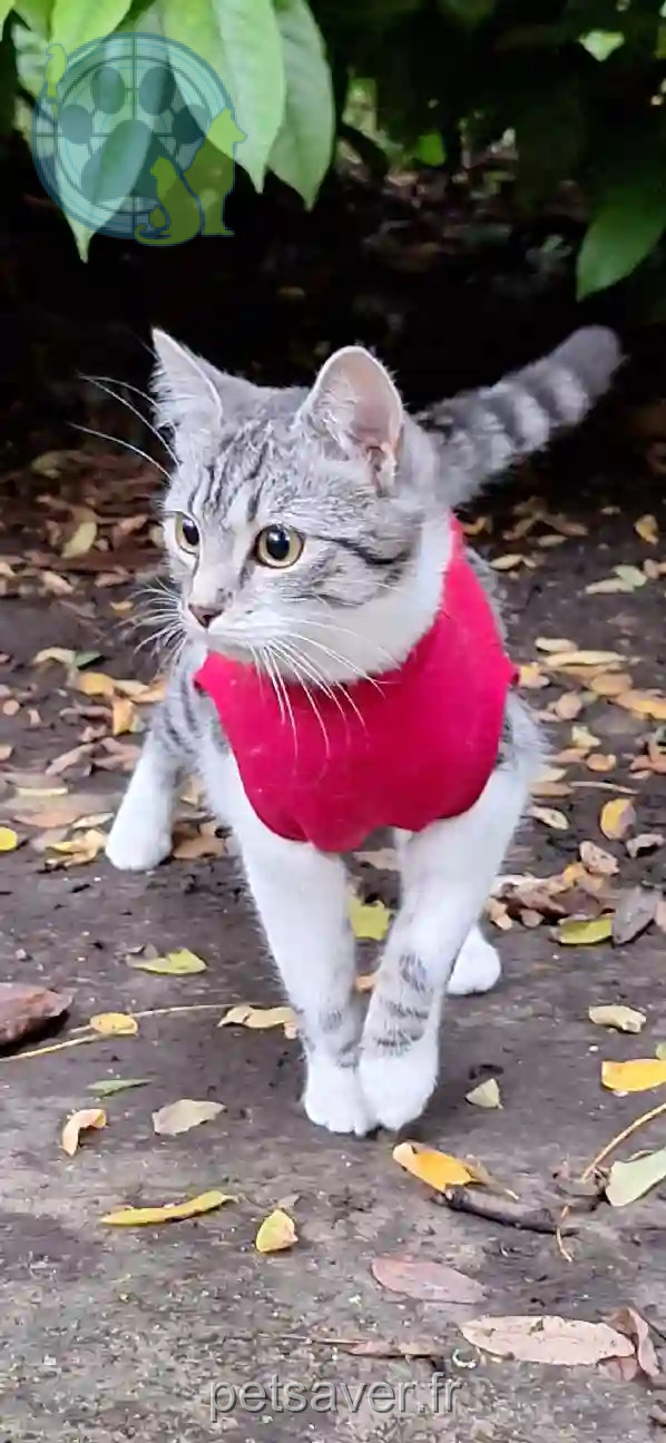 Chatte Trouvée 93 Seine-Saint-Denis - Yumi Chatte Trouvée 93 Seine-Saint-Denis - Yumi