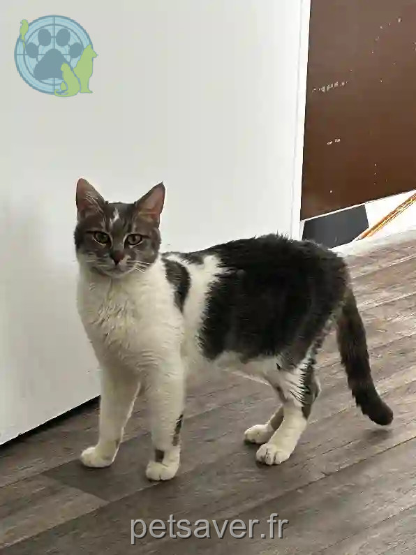 Chatte Trouvée 93 Seine-Saint-Denis - Zelda Chatte Trouvée 93 Seine-Saint-Denis - Zelda