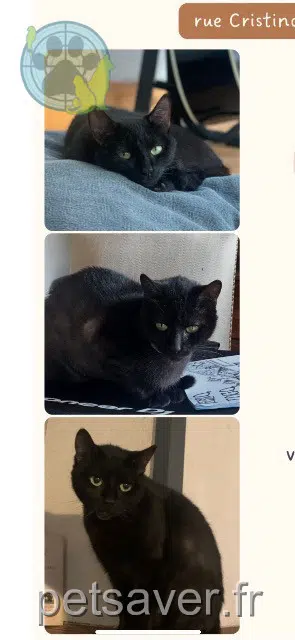 chatte reunited   93700 Drancy Émile