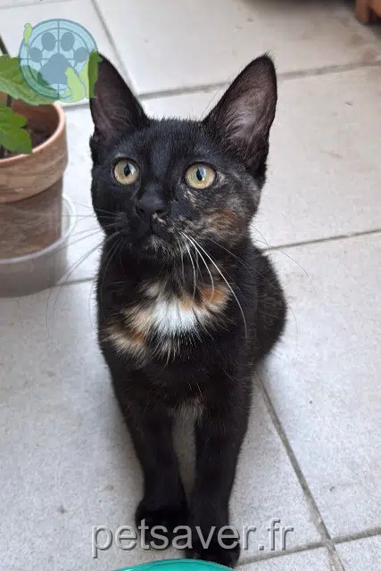 chatte reunited   94320 Thiais Ananas