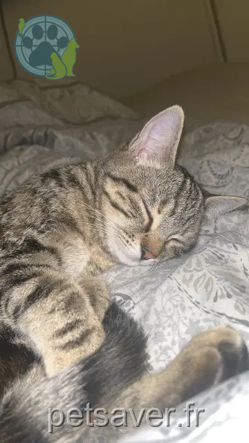 chatte reunited   94000 Créteil Aria