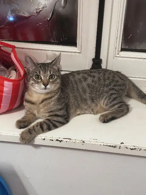 chatte reunited   94190 Villeneuve-Saint-Georges Armoni