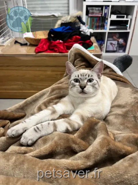 chatte reunited   94800 Villejuif Athena