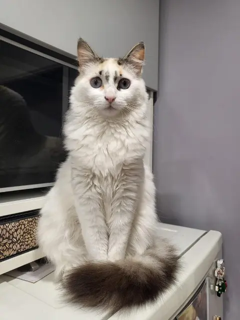 chatte reunited   94440 Marolles-en-Brie Athena