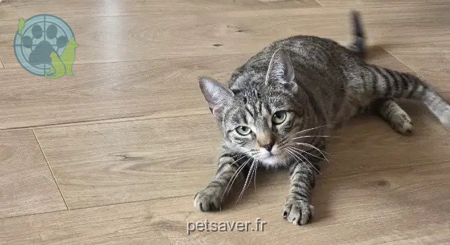 chatte reunited   94270 Le Kremlin-Bicêtre Belette