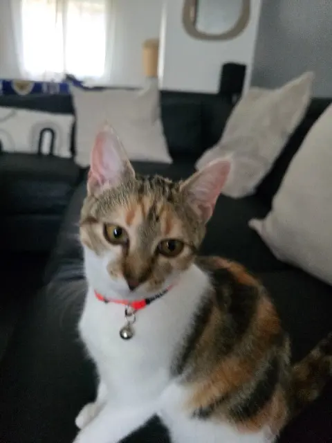 chatte reunited   94450 Limeil-Brévannes Bibi