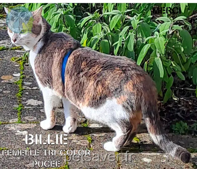 chatte reunited   94120 Fontenay-sous-Bois Billie