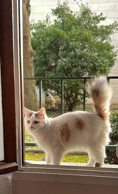 chatte reunited   94550 Chevilly-Larue Bora