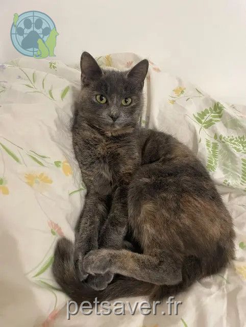chatte reunited Saint-Maur-des-Fossés Chouchoune