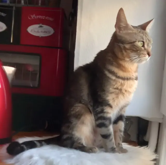chatte reunited   94230 Cachan Choupette