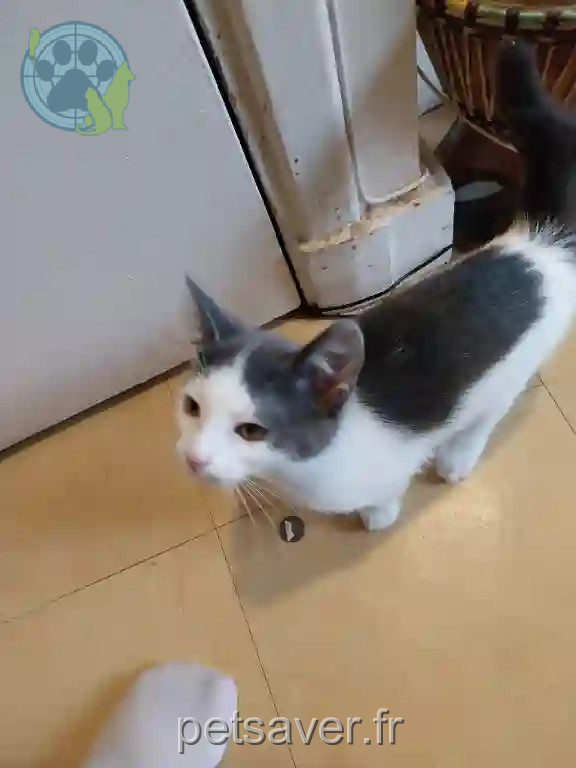 Chatte Trouvée 94 Val-de-Marne - Chrystale Chatte Trouvée 94 Val-de-Marne - Chrystale