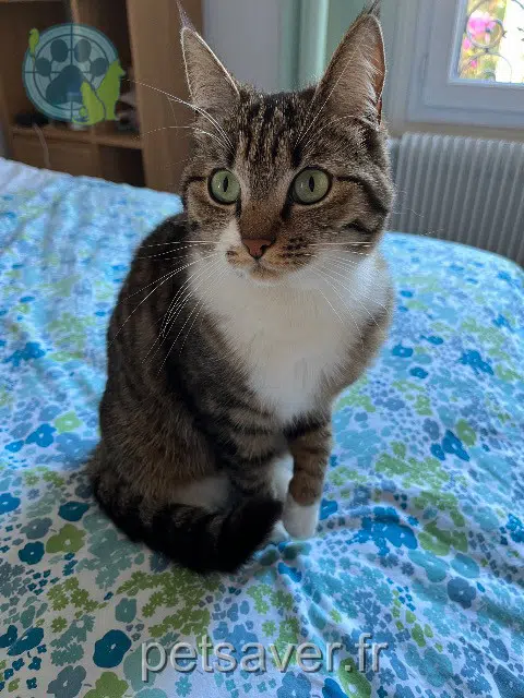 chatte reunited 94120 Fontenay-sous-Bois Clochette