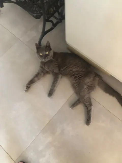 chatte reunited   94700 Maisons-Alfort Duchesse