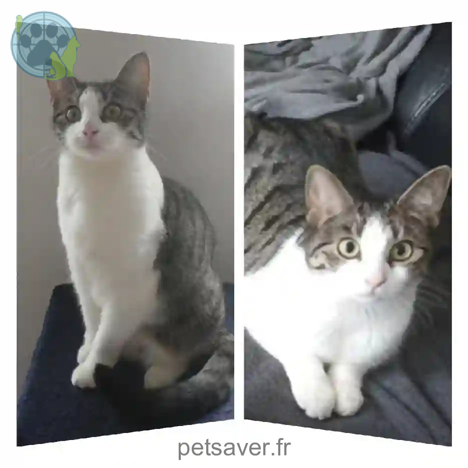 Chatte Trouvée 94 Val-de-Marne - Emma Chatte Trouvée 94 Val-de-Marne - Emma