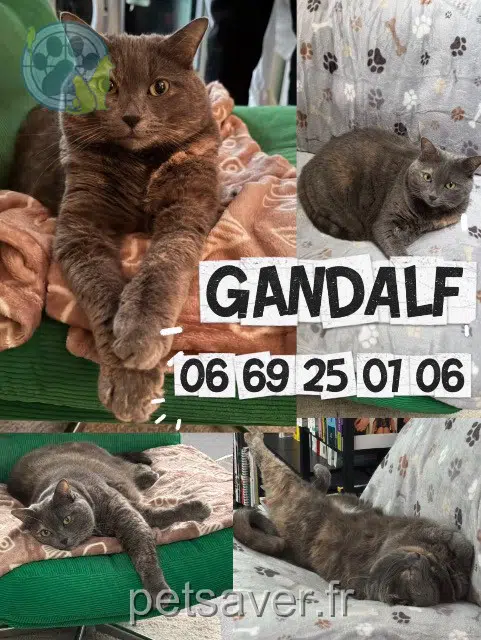 chatte reunited   94220 Charenton-le-Pont Gandalf