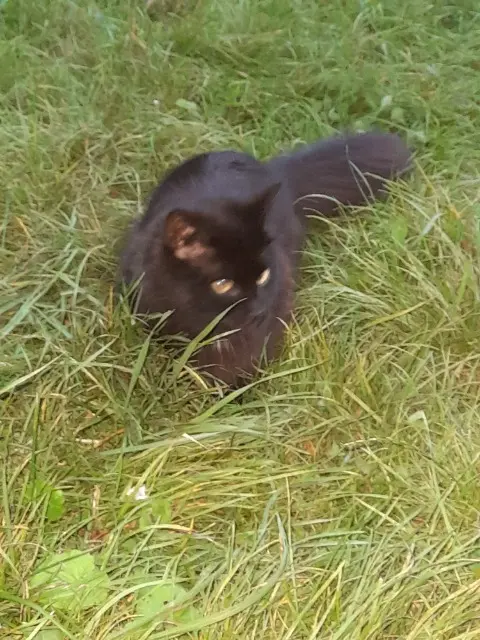 chatte reunited   94450 Limeil-Brévannes Gervais Guettari