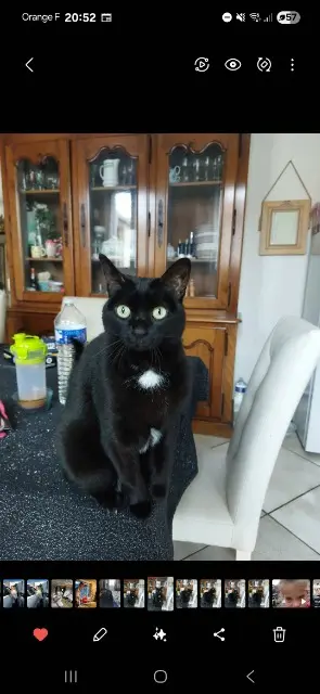 chatte reunited   94700 Maisons-Alfort Grivet