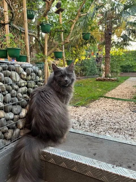 chatte reunited   94500 Champigny-sur-Marne Happy