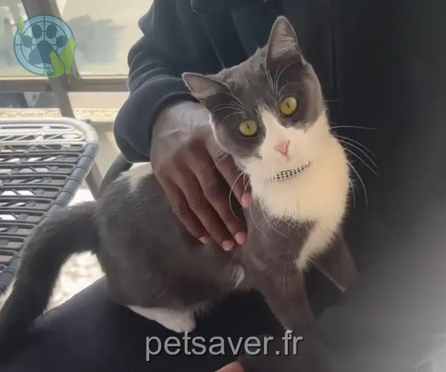 chatte reunited 94230 Cachan Hip