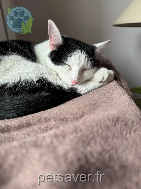 chatte reunited   94500 Champigny-sur-Marne Inky