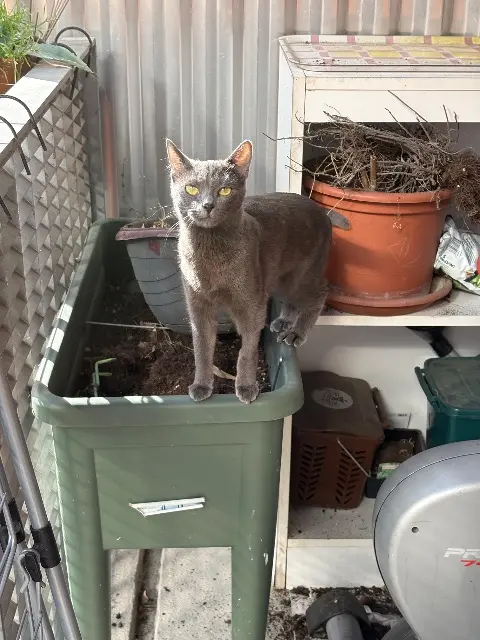 chatte reunited   94140 Alfortville Ivy