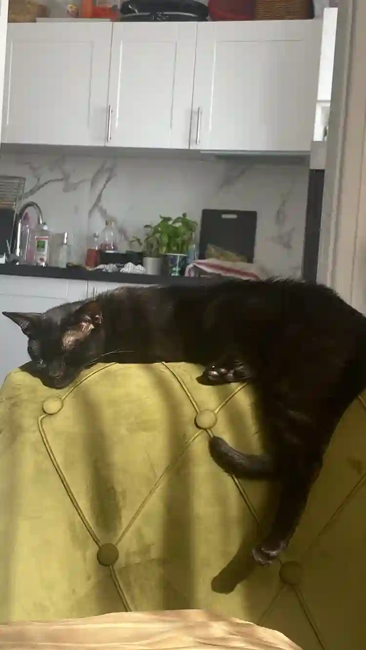 Chatte Trouvée 94 Val-de-Marne - Jiji Chatte Trouvée 94 Val-de-Marne - Jiji