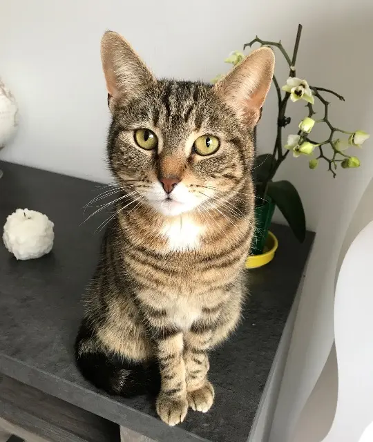 chatte reunited   94300 Vincennes June