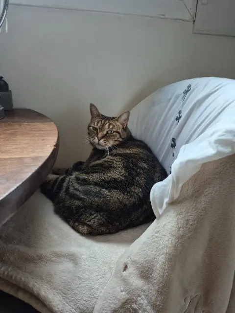 chatte reunited   94200 Ivry-sur-Seine Kaky