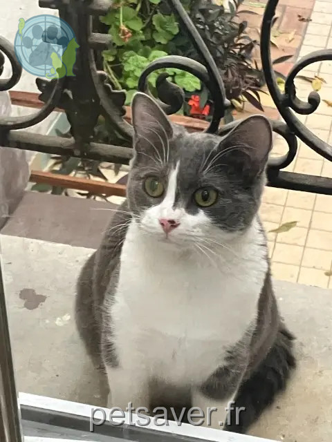 chatte reunited   94120 Fontenay-sous-Bois Kheops