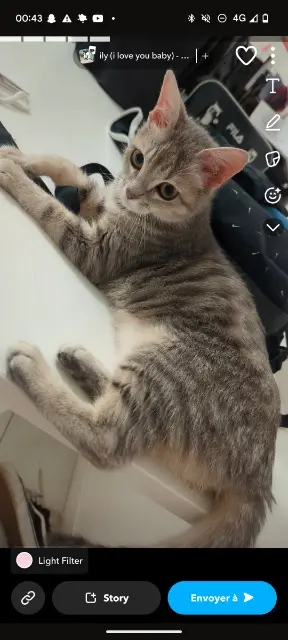 chatte reunited   94520 Périgny Kiara
