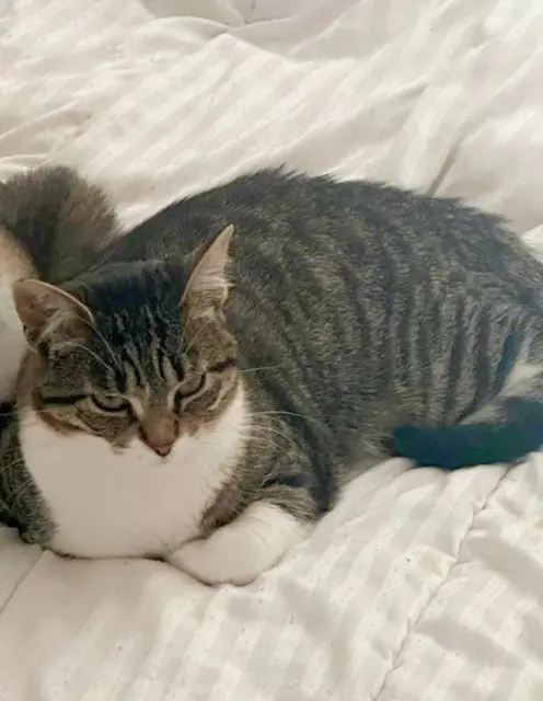 chatte reunited   94500 Champigny-sur-Marne Kitty