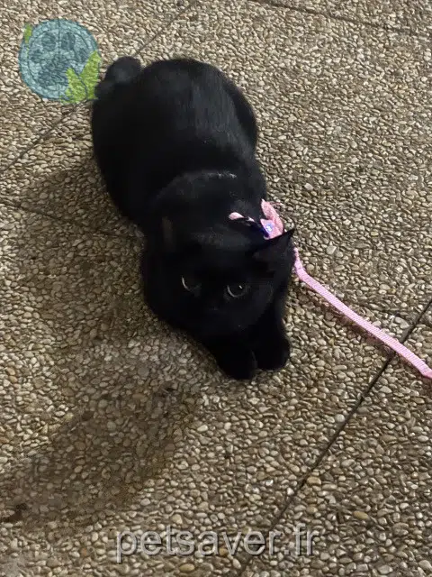 chatte reunited 94320 Thiais Lila