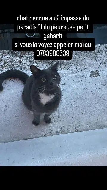 chatte reunited   94000 Créteil Lulu