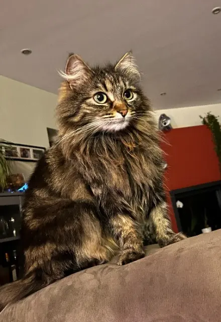 chatte reunited   94000 Créteil Luna