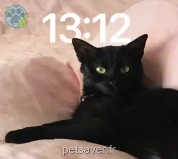 Chatte Trouvée 94 Val-de-Marne - Maimai Chatte Trouvée 94 Val-de-Marne - Maimai