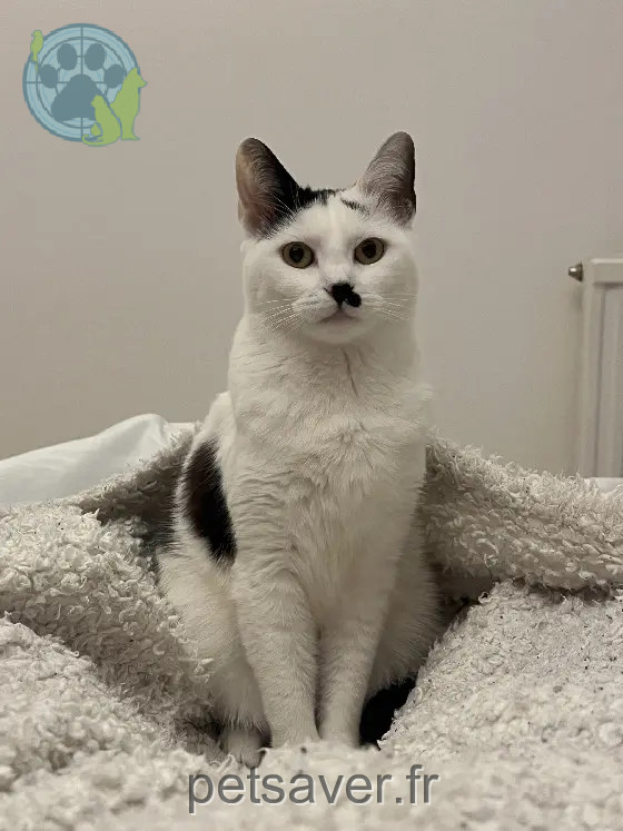 Chatte Trouvée 94 Val-de-Marne - Maki Chatte Trouvée 94 Val-de-Marne - Maki