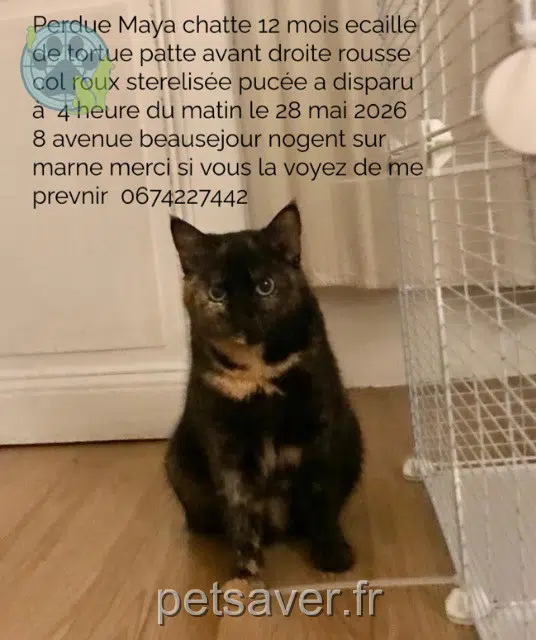 chatte reunited   94130 Nogent-sur-Marne Maya