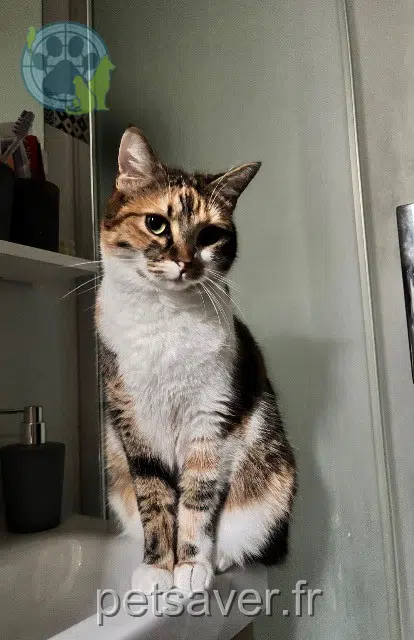 chatte reunited   94800 Villejuif Maïa