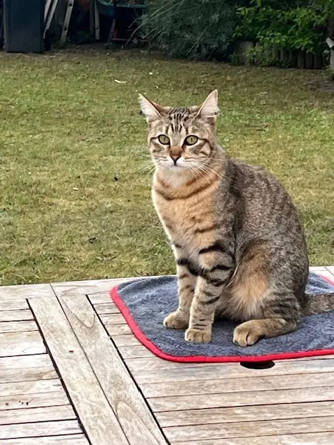 chatte reunited    Saint-Maur-des-Fossés MELBA