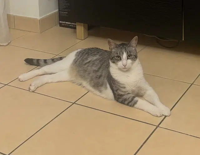 chatte reunited   94310 Orly Mey