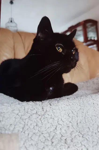 chatte reunited   94500 Champigny-sur-Marne Minette