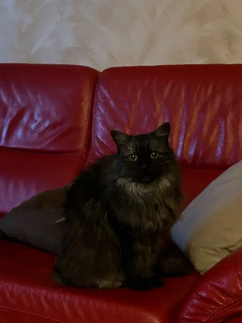 chatte reunited   94470 Boissy-Saint-Léger Minette