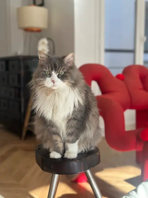 cat reunited   94430 马恩河畔谢讷维耶尔 Miu Miu